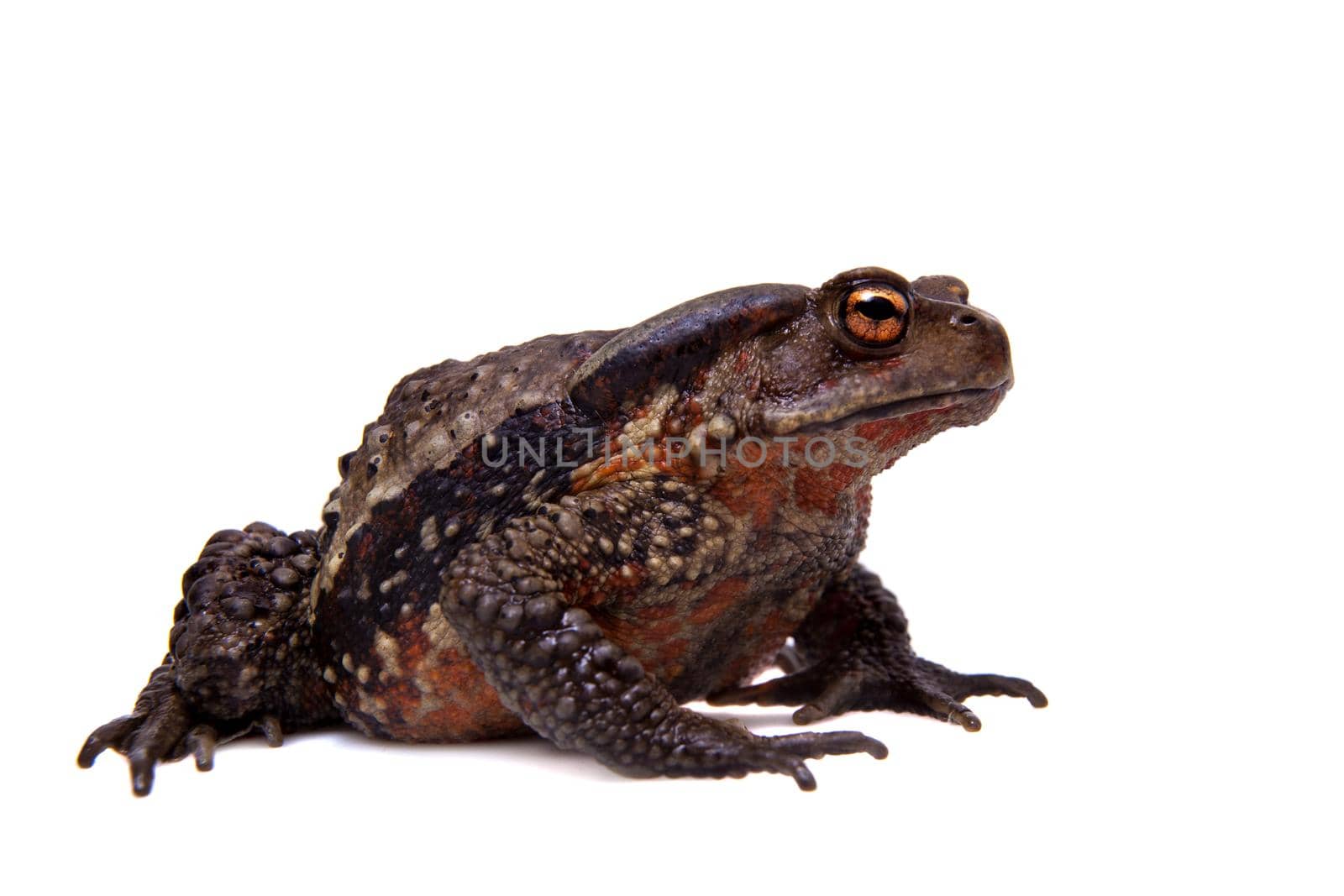 Amazing Vietnamese toad isolated on white background by RosaJay