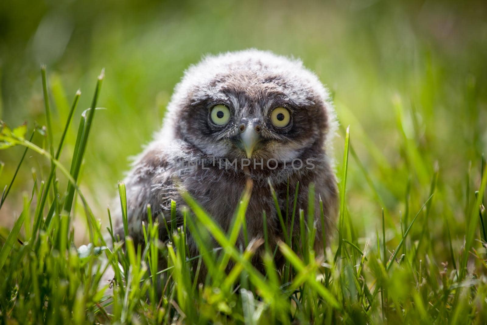 Little Owl Baby, 5 weeks old, on grass by RosaJay