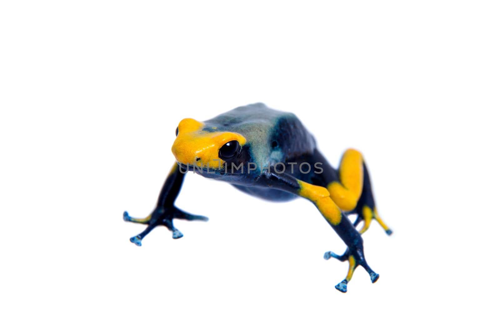 Peacock Dyeing Poison Dart Frogling, Dendrobates tinctorius Tumucumaque, isolated on white background.