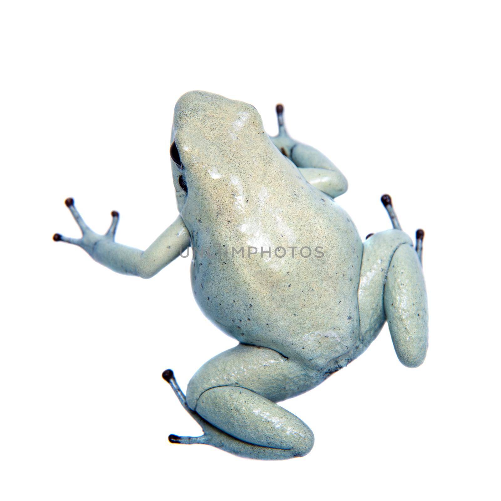 The golden poison frog, Phyllobates terribilis Mint, isolated on white background.