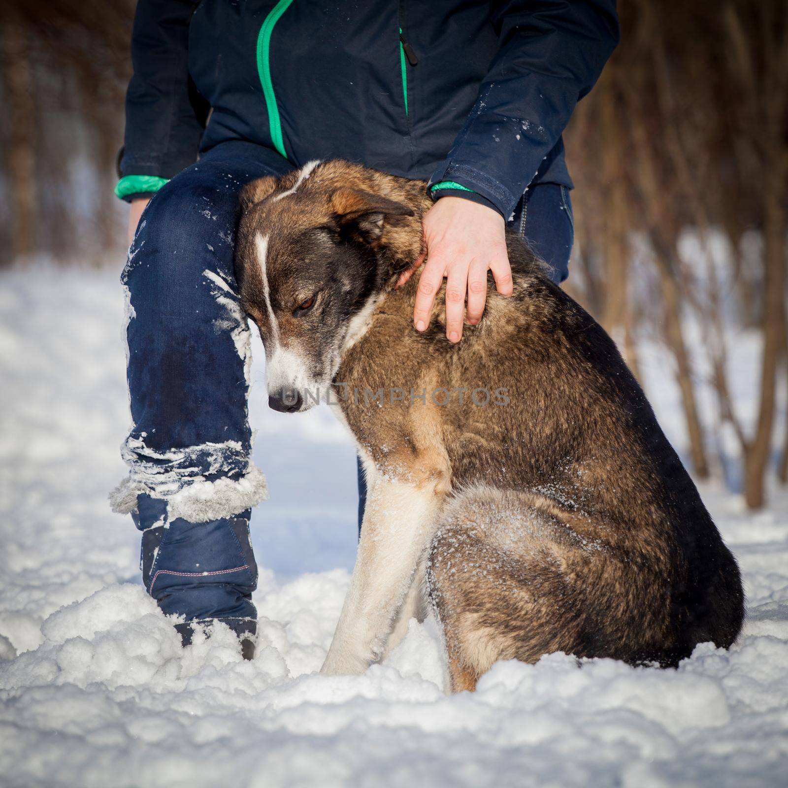 Mixed breed dog in the winter field by RosaJay