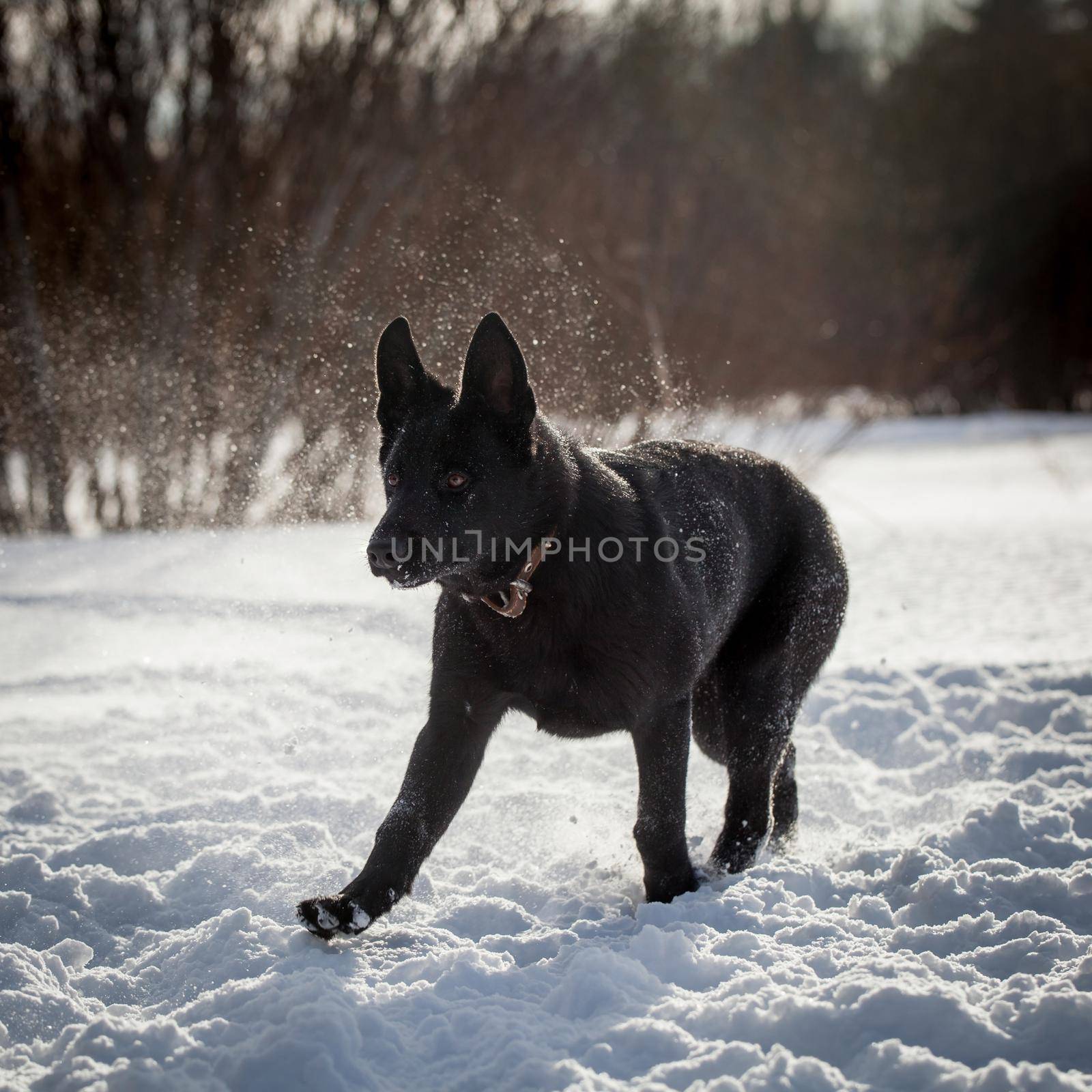 5 month old east-european shepherd dog in the field