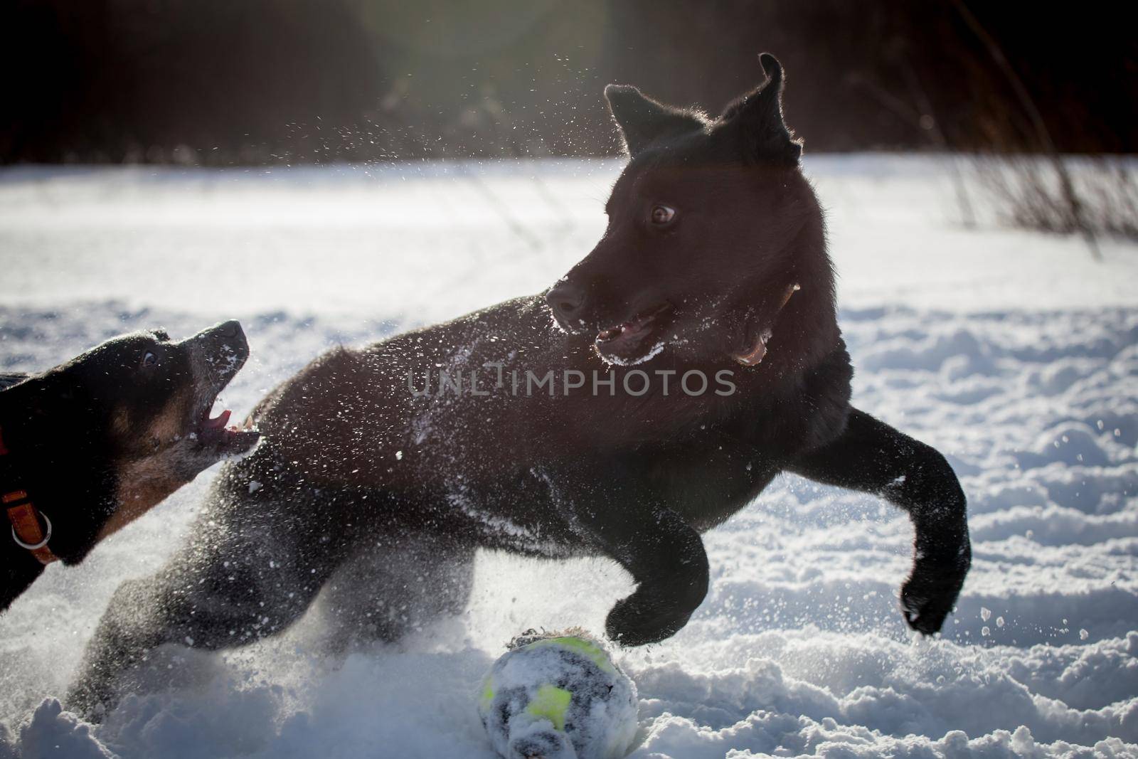 Australian Cattle Dog with east-european shepherd dog playing on the winter field