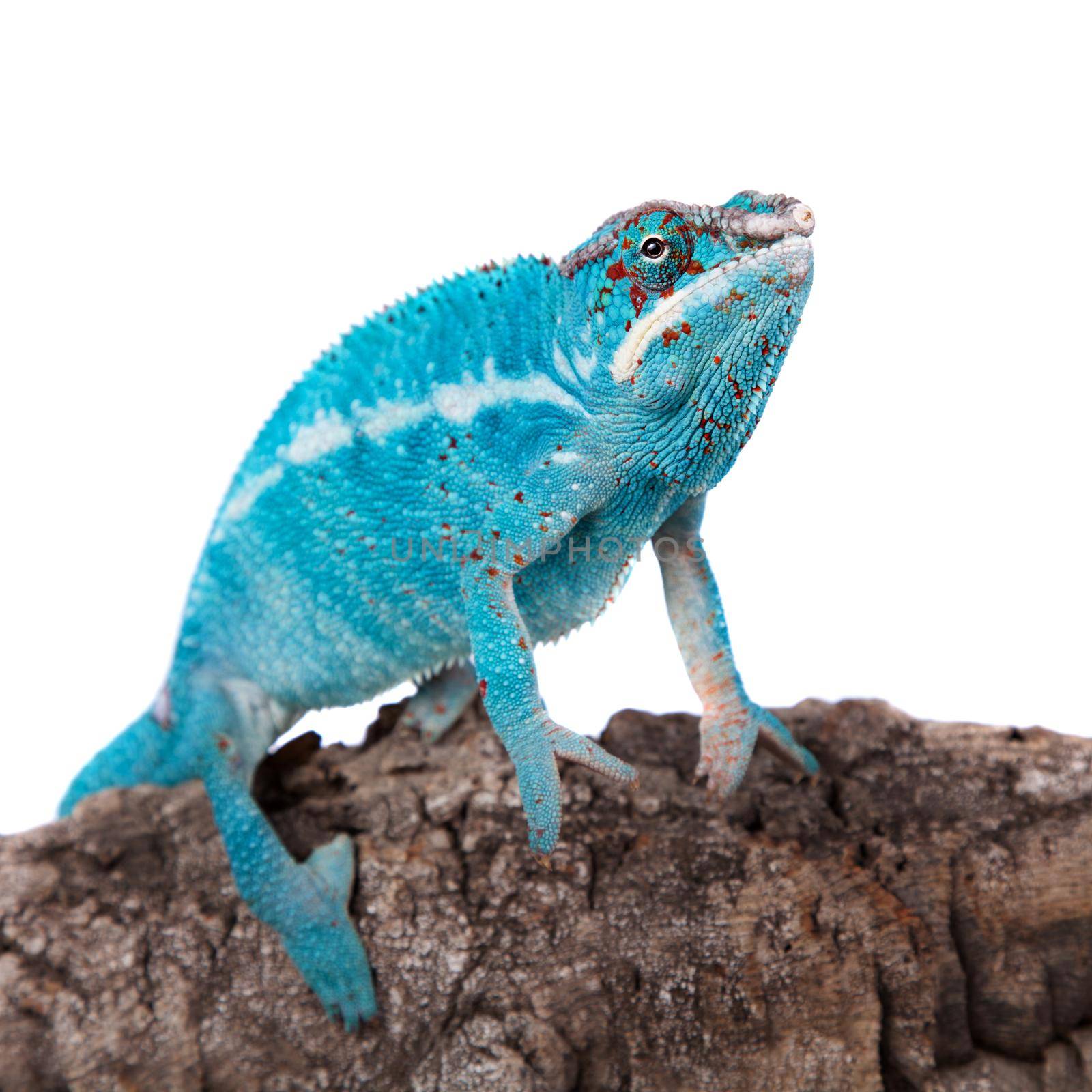 The panther chameleon Nosi be, Furcifer pardalis isolated on white background