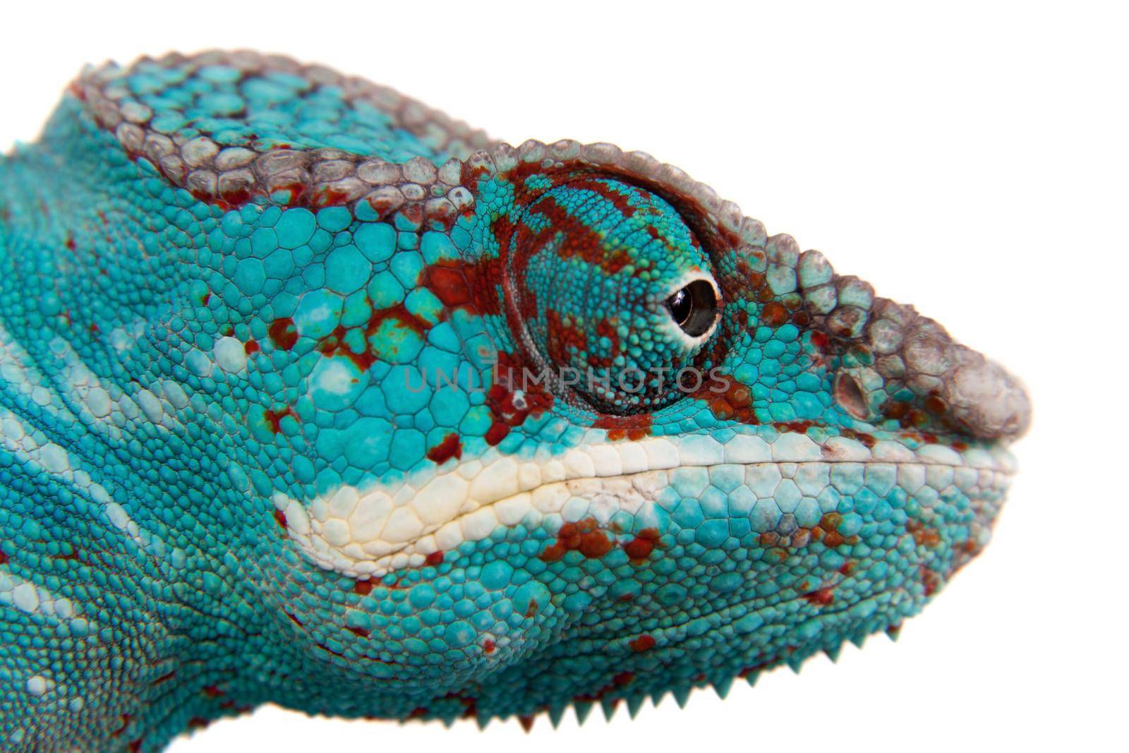 The panther chameleon Nosi be, Furcifer pardalis isolated on white background