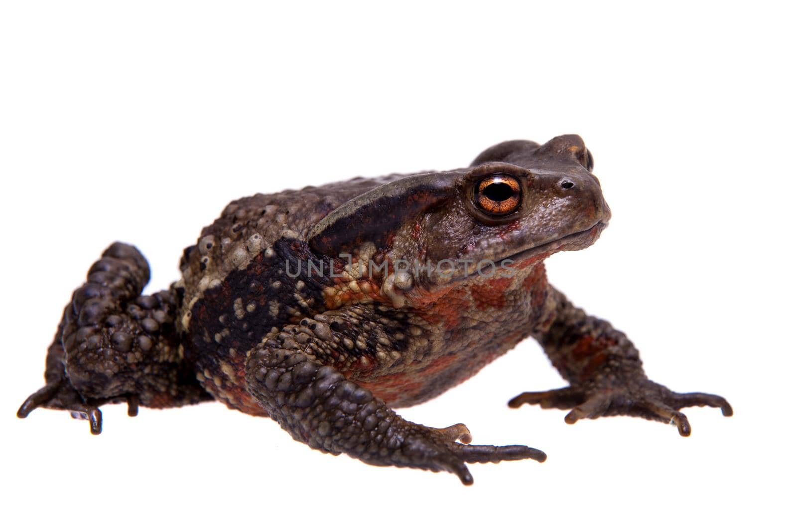 Vietnamese toad, Bufo sp, isolated on white background