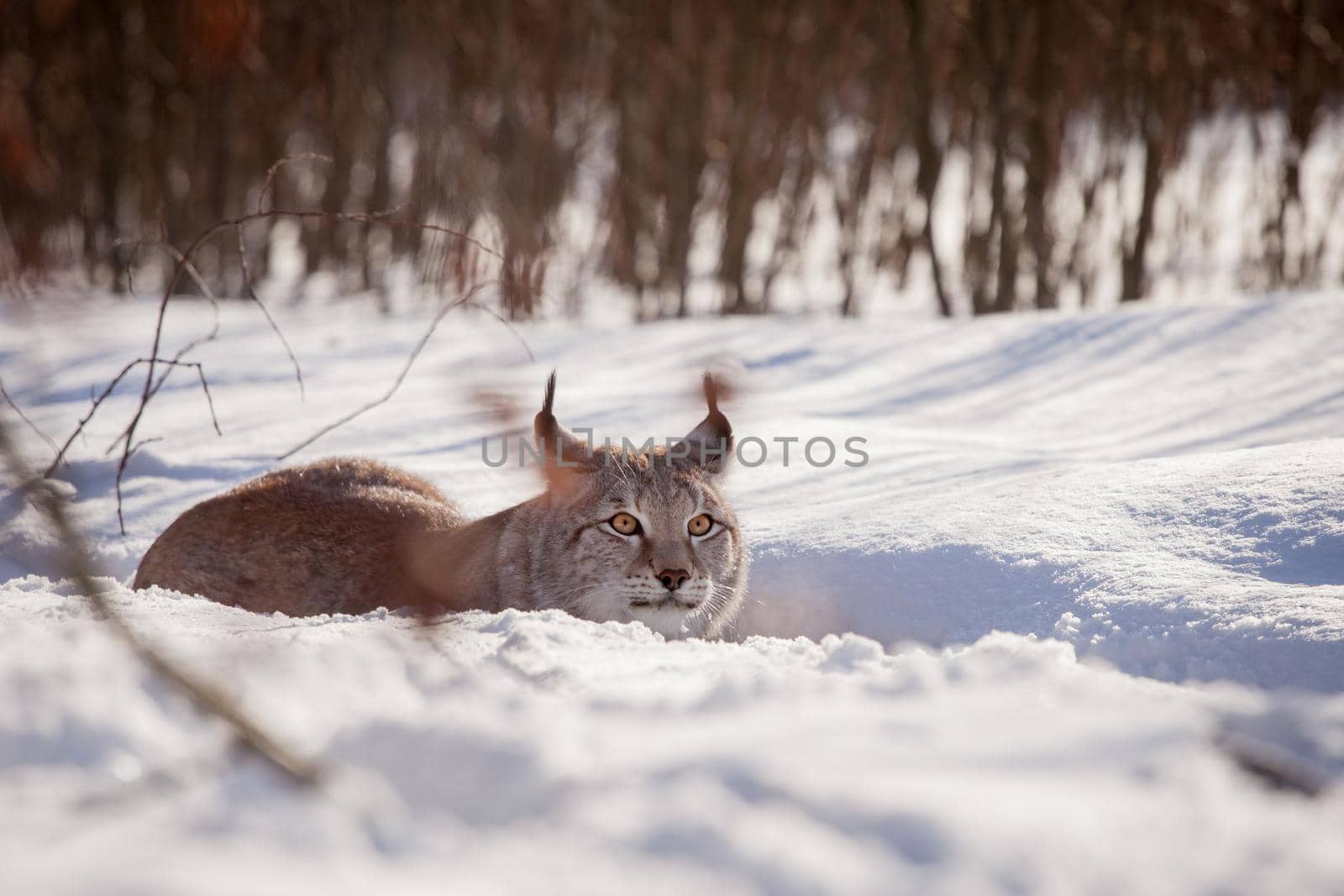 Abordable Eurasian Lynx, portrait in winter field by RosaJay