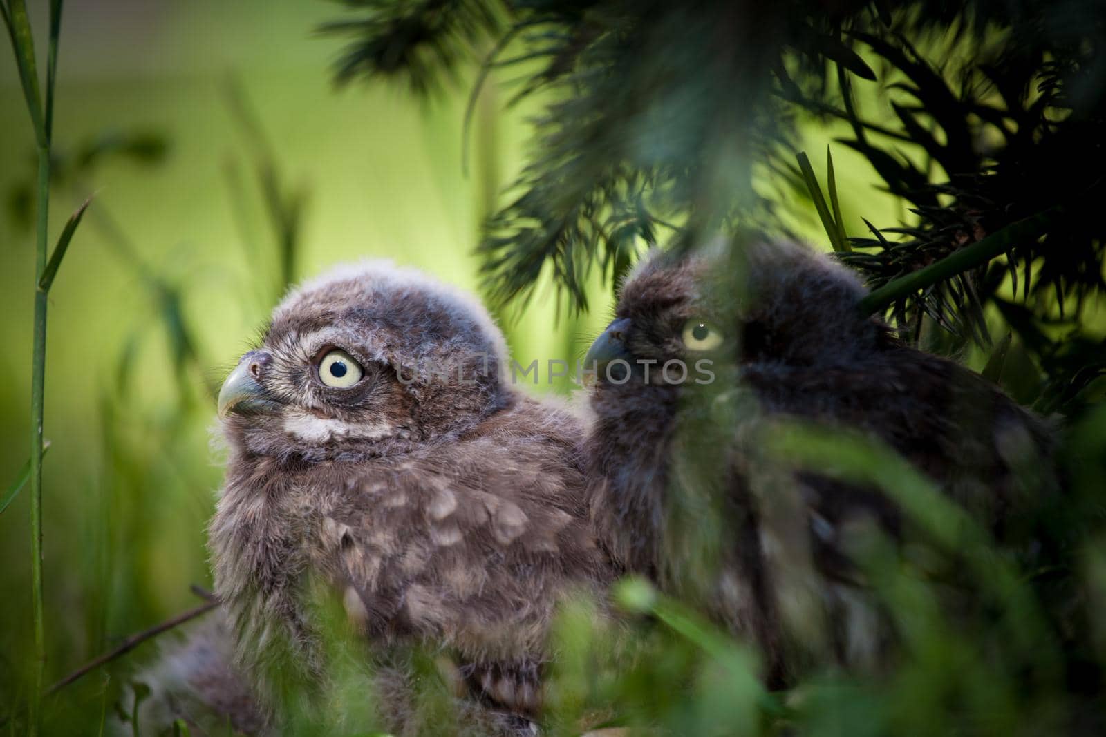 Little Owl Baby, 5 weeks old, Athene noctua on grass