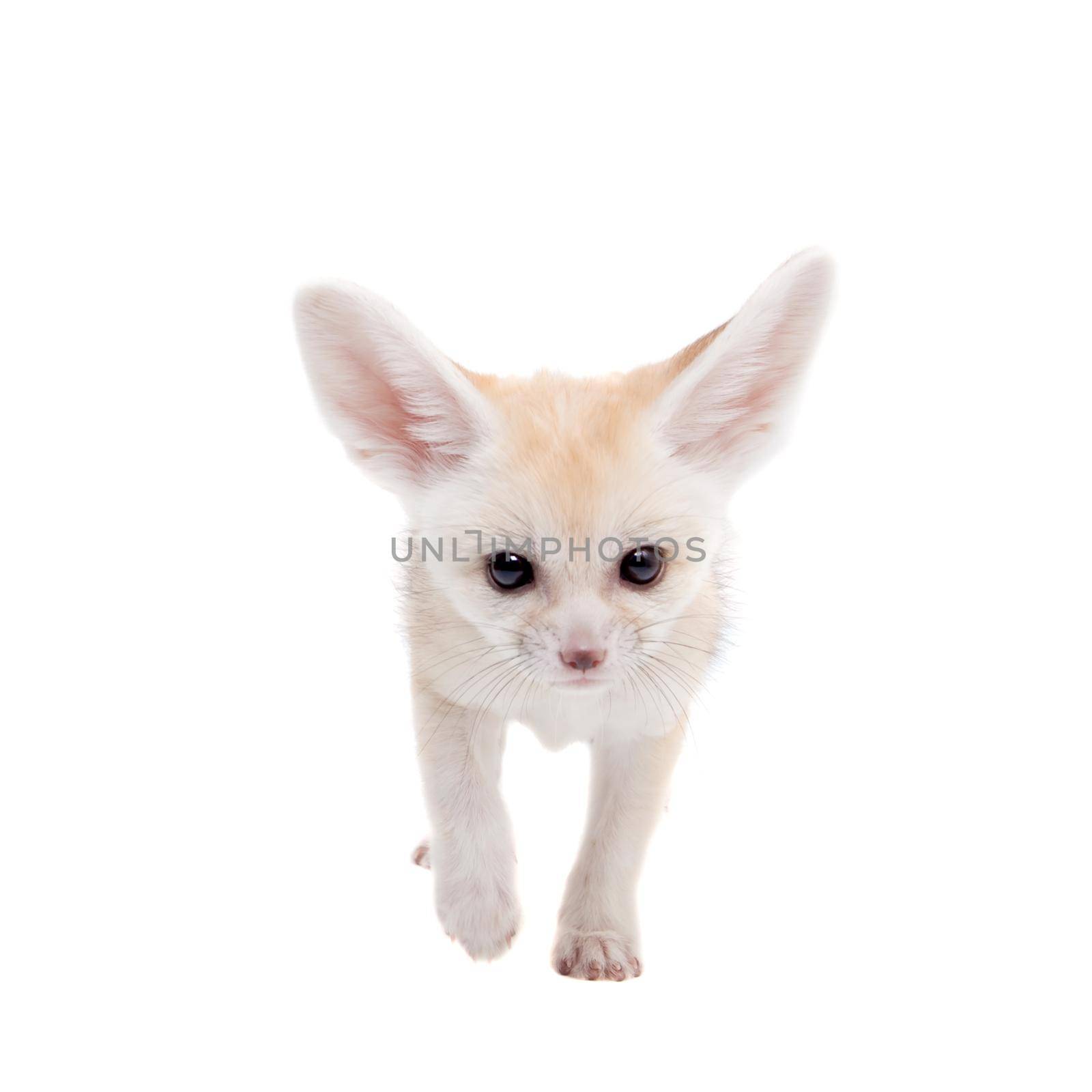 Pretty Fennec fox, Vulpes or Fennecus zerda cub on white background