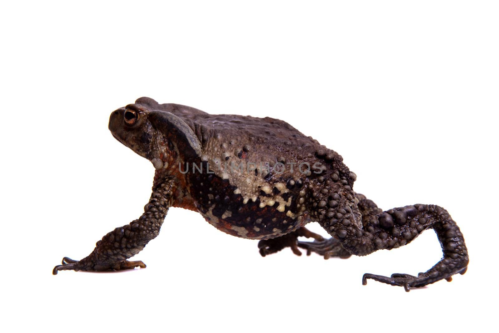 Vietnamese toad, Bufo sp, isolated on white background