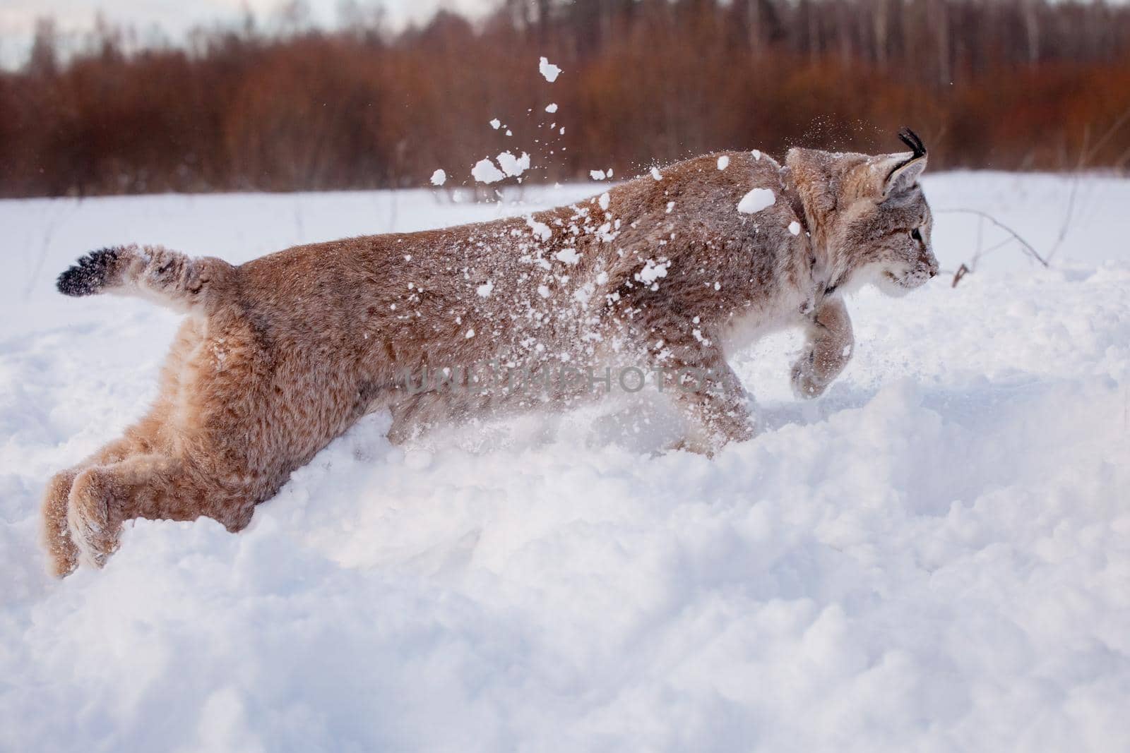 Abordable Eurasian Lynx, portrait in winter field by RosaJay