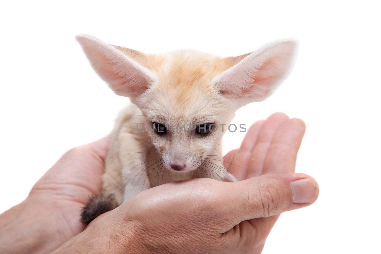 Pretty Fennec fox cub on white background by RosaJay