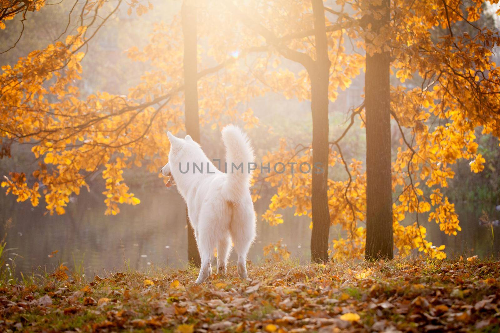 White swiss shepherd dog in autumn park by RosaJay