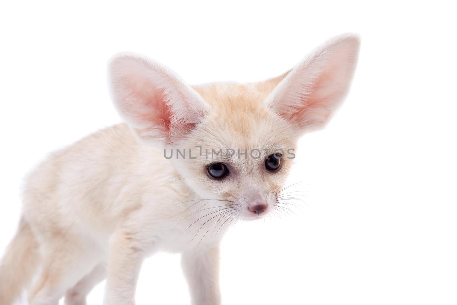 Pretty Fennec fox cub on white background by RosaJay