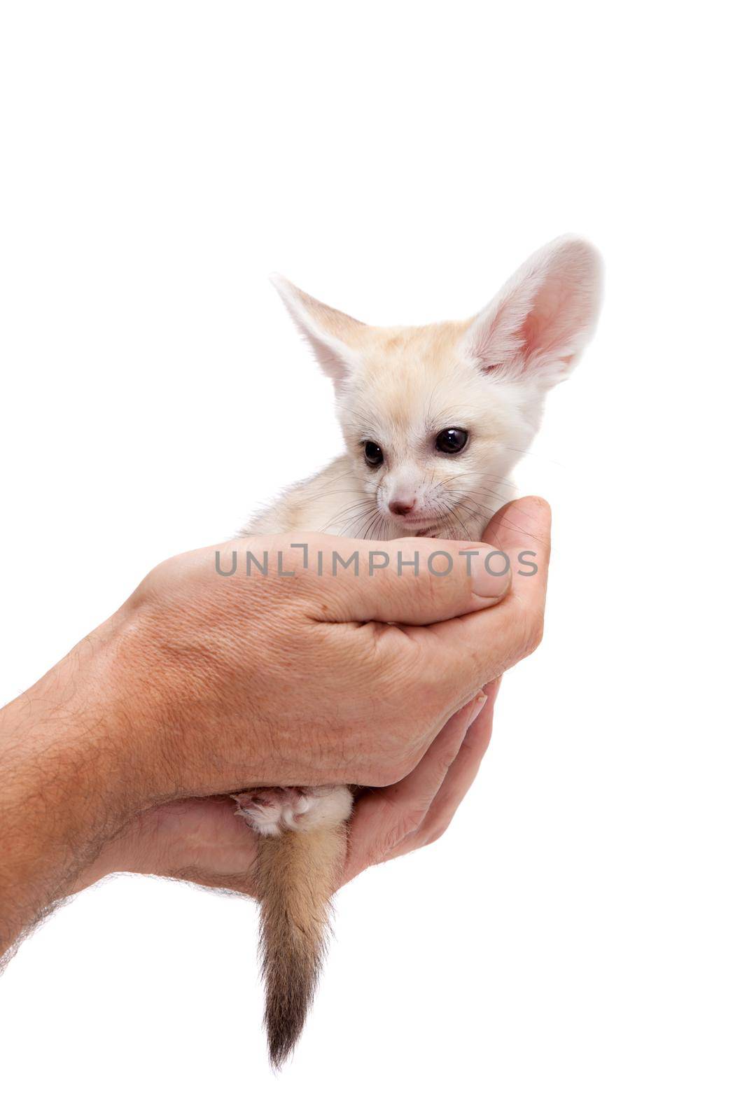 Pretty Fennec fox, Vulpes or Fennecus zerda cub on white background