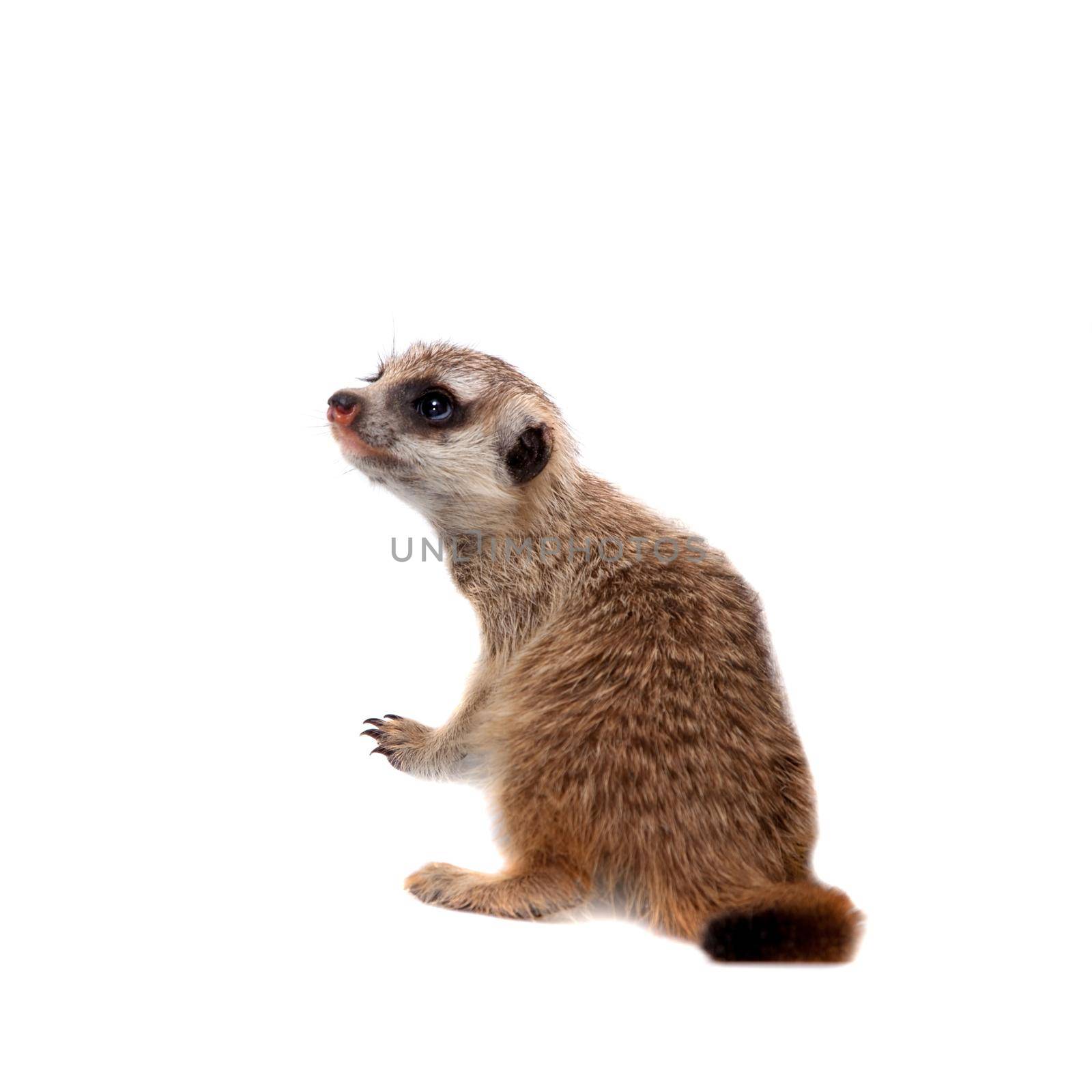 The meerkat or suricate cub, 1 months old, on white by RosaJay