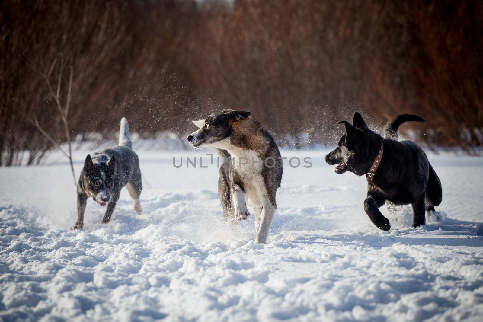 Australian Cattle Dog playing on the winter field