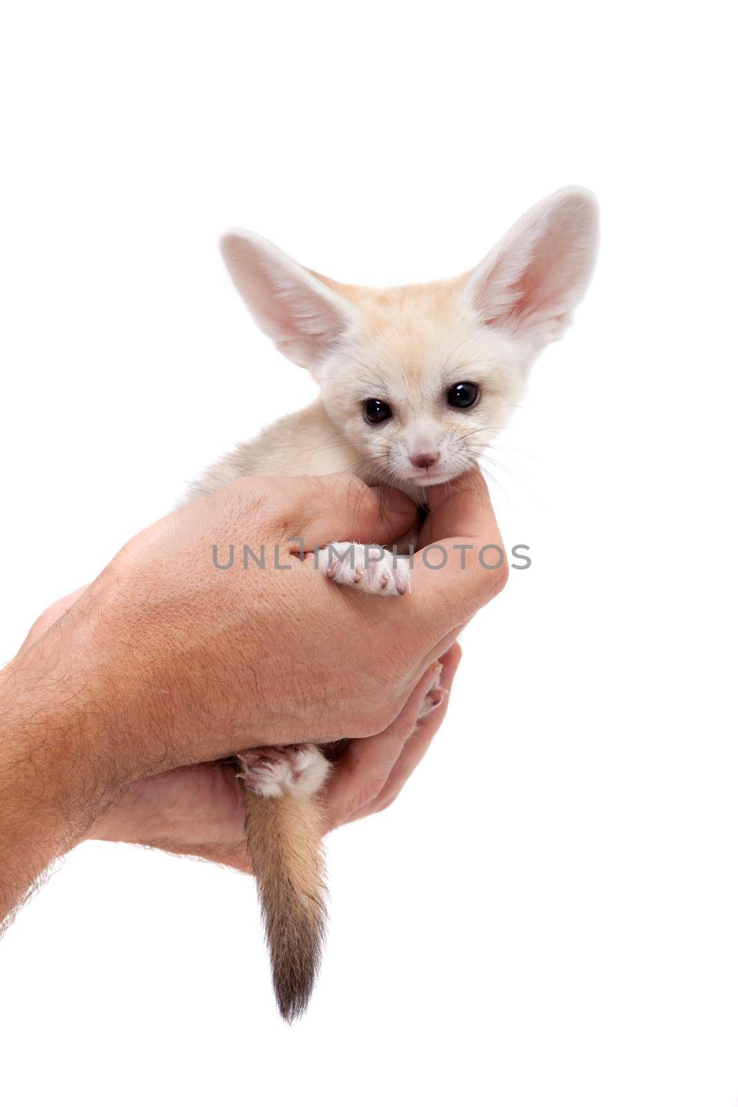 Pretty Fennec fox, Vulpes or Fennecus zerda cub on white background