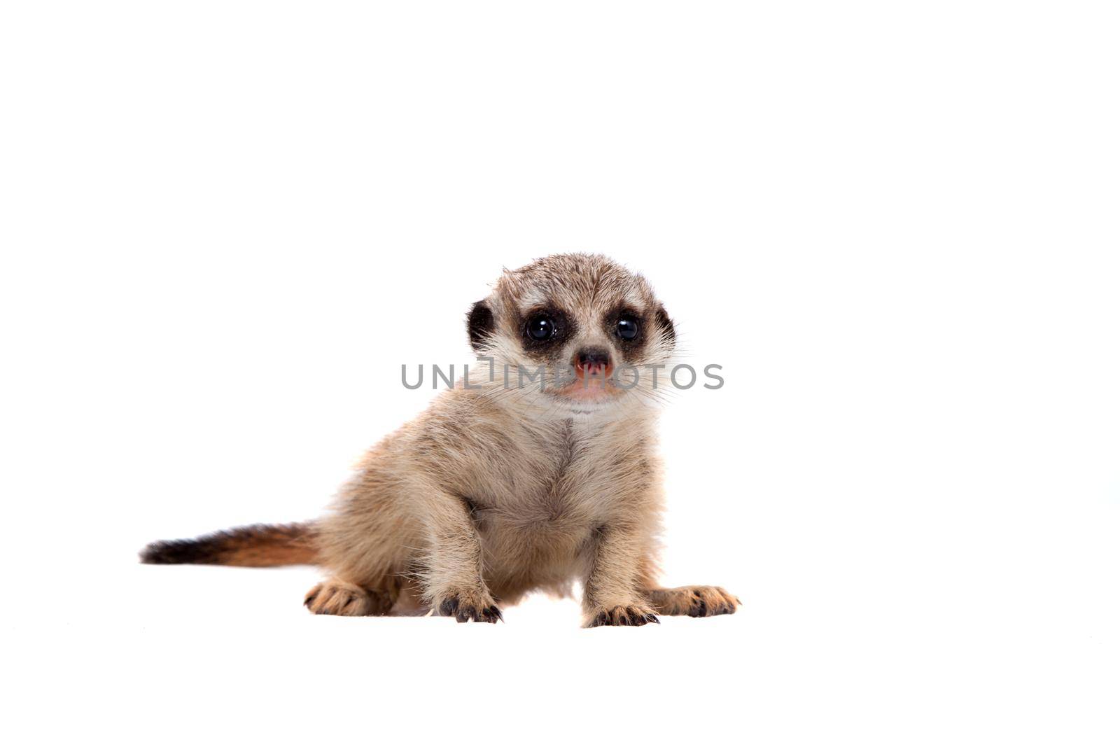 The meerkat or suricate cub, Suricata suricatta, isolated on white