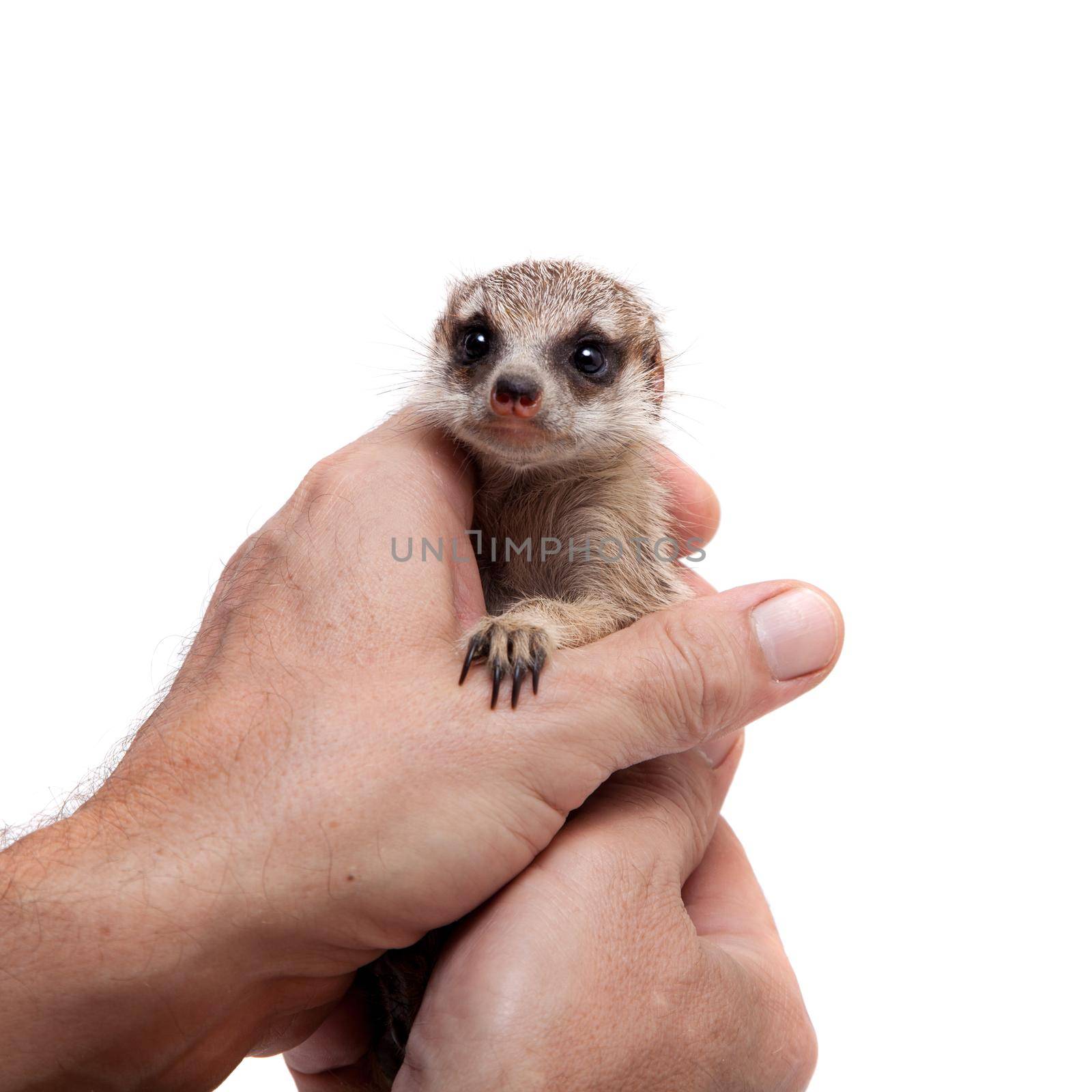 The meerkat or suricate cub, Suricata suricatta, isolated on white