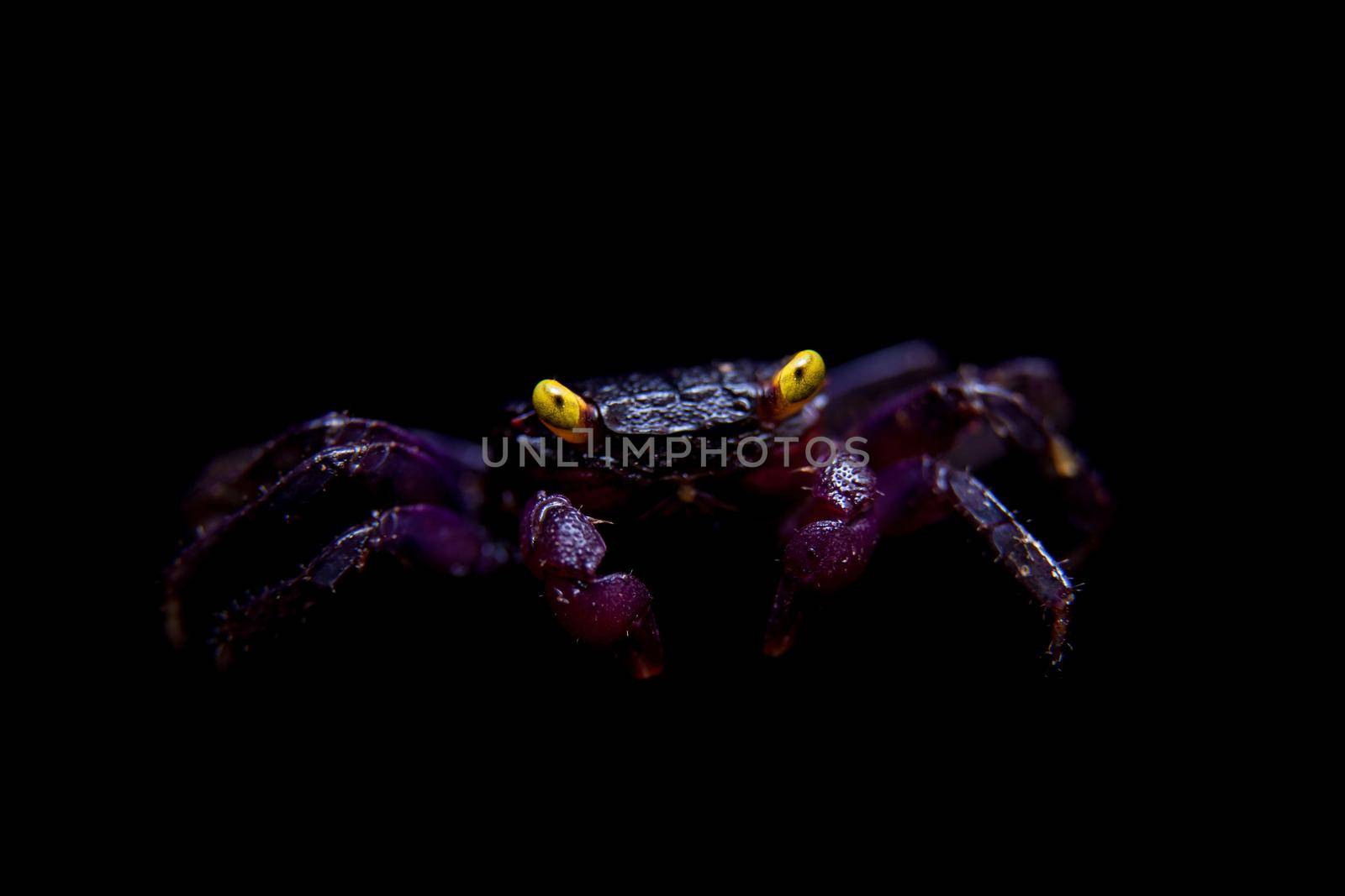 Little Purple Vampire Crab, Geosesarma dennerle, isolated on black background