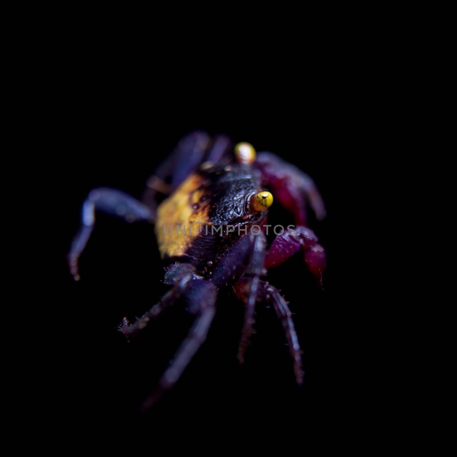Little Purple Vampire Crab isolated on black by RosaJay