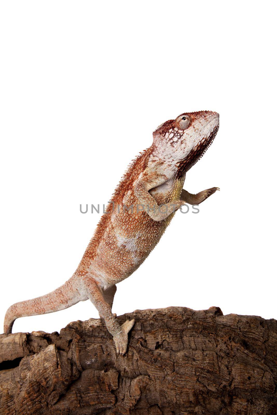 The Oustalet's or Malagasy giant chameleon, Furcifer oustaleti, female isolated on white