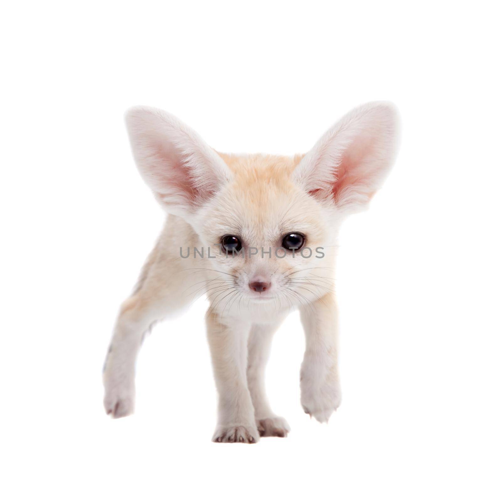 Pretty Fennec fox, Vulpes or Fennecus zerda cub on white background