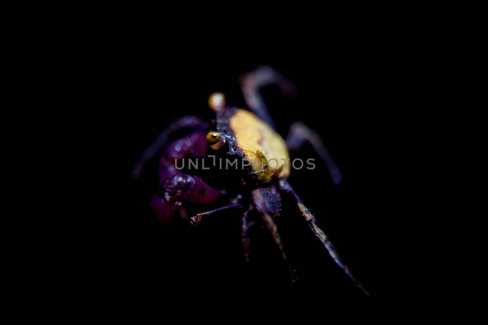 Little Purple Vampire Crab isolated on black by RosaJay