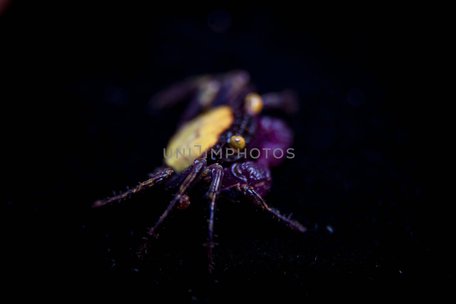 Little Purple Vampire Crab isolated on black by RosaJay