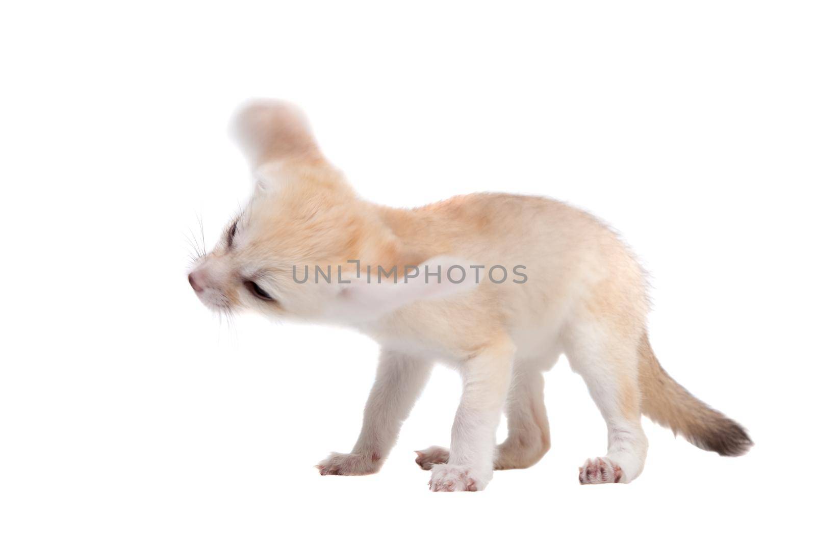 Pretty Fennec fox, Vulpes or Fennecus zerda cub on white background