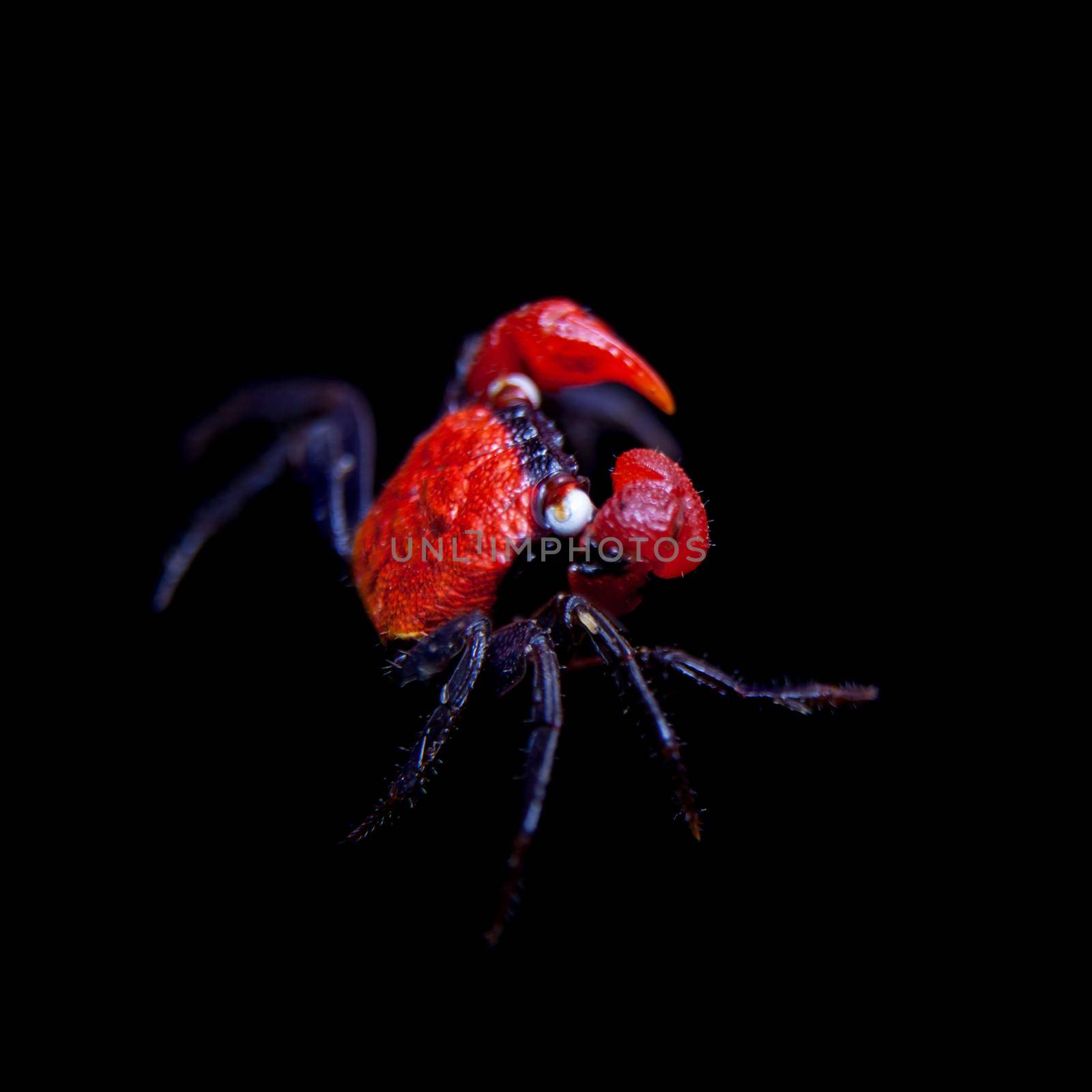 Little Red devil Crab, Geosesarma hagen, isolated on black background