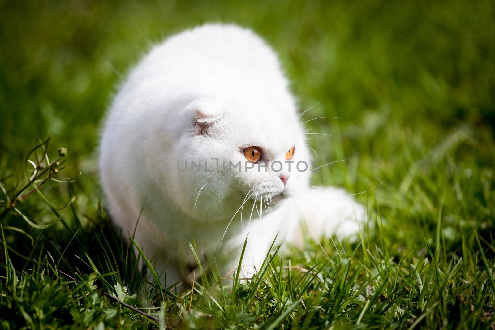 White Scottish Fold cat on green grass by RosaJay