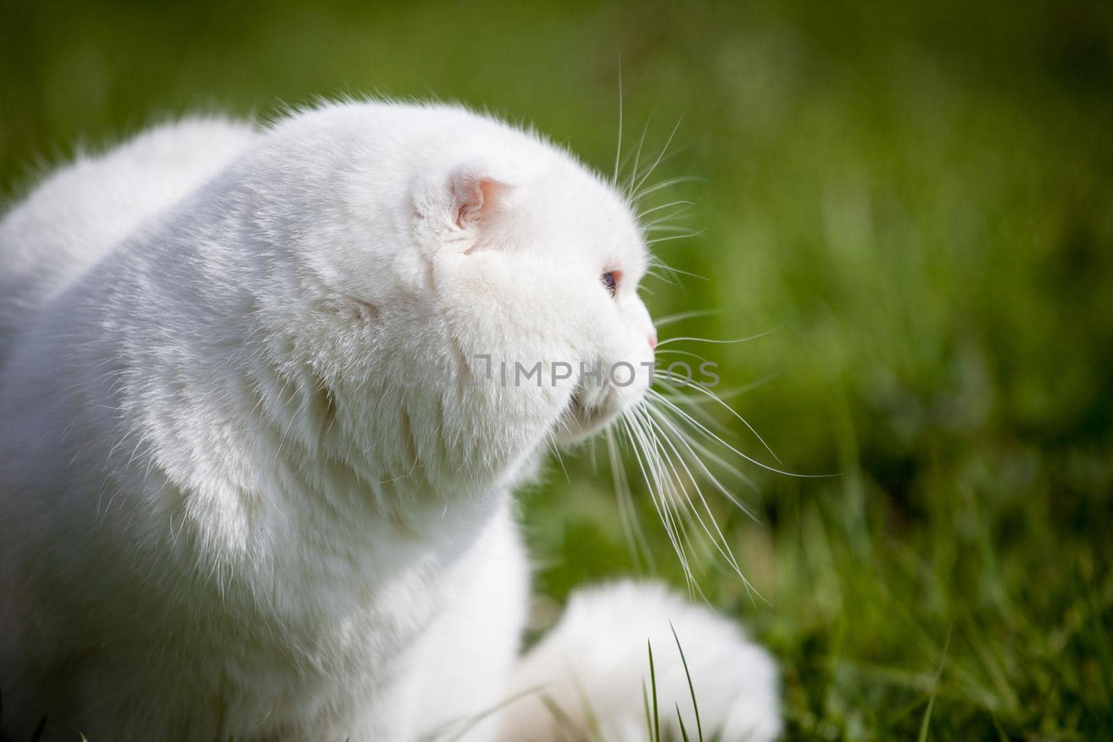 White Scottish Fold cat on green grass by RosaJay