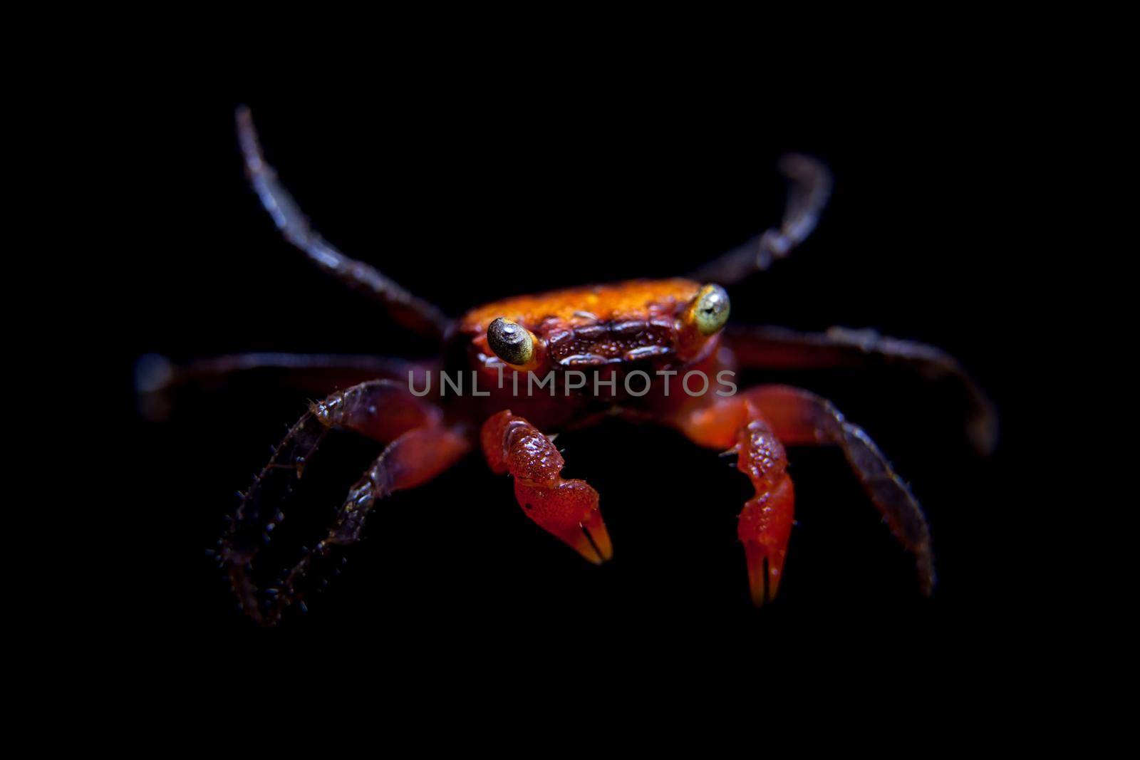 Little Red devil Crab isolated on black by RosaJay