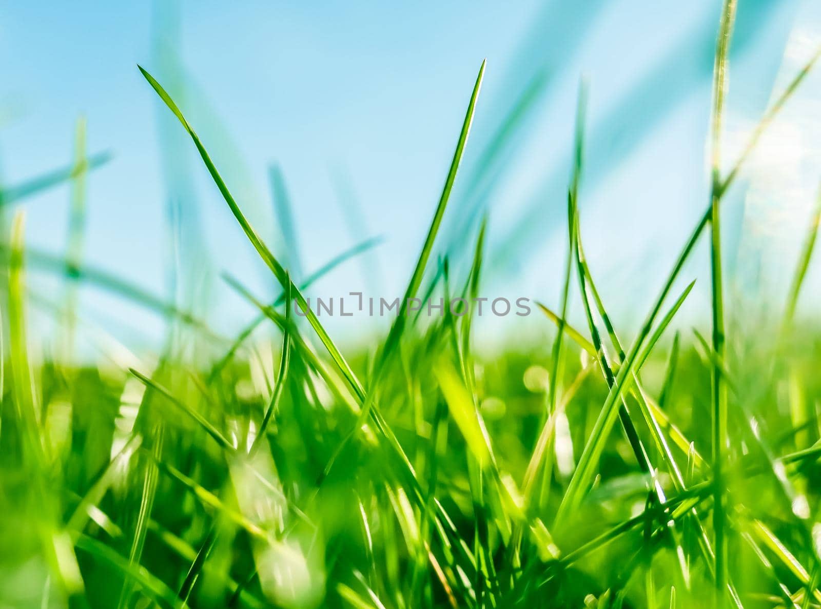 Earth landscape, growth and natural environment concept - Fresh grass and sunny blue sky on a green field at sunrise, nature of countryside