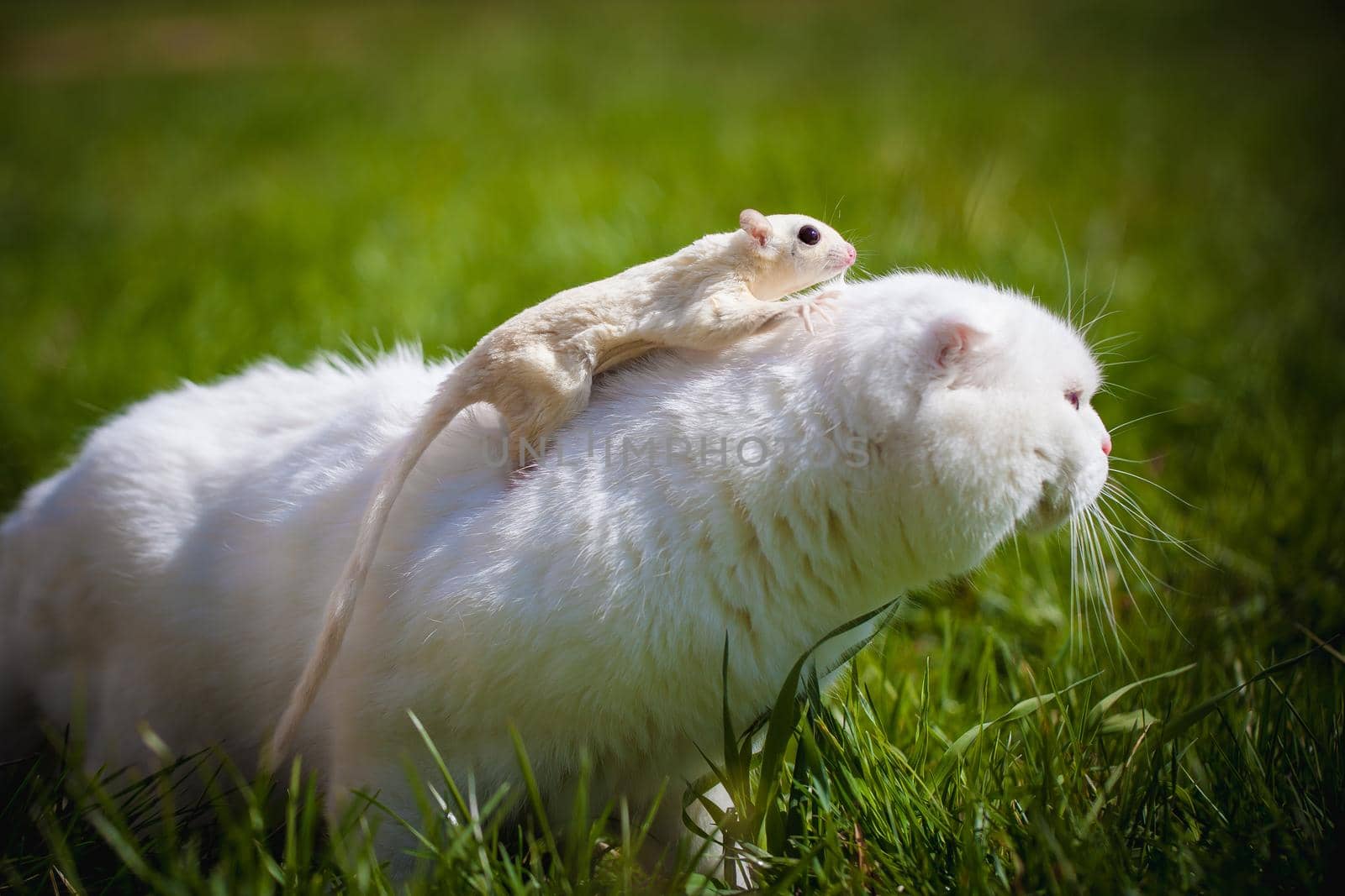 White Scottish Fold cat with white sugar glider on grass by RosaJay