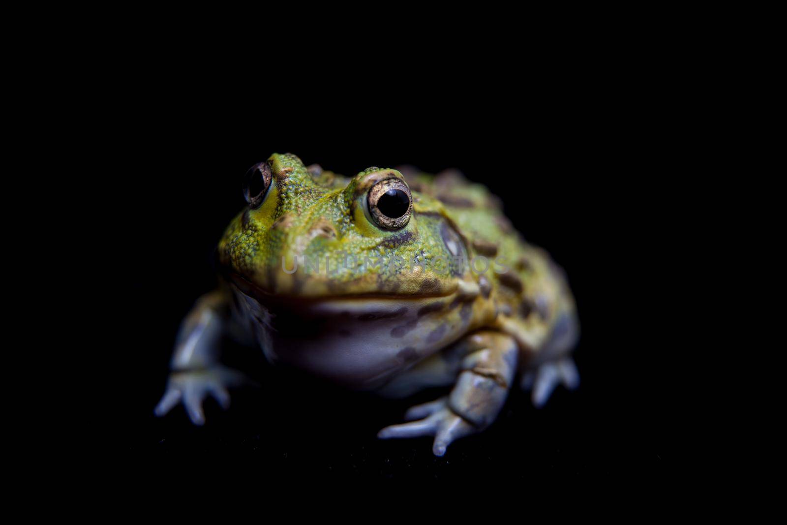 The African bullfrog, Pyxicephalus adspersus, isolated on black background