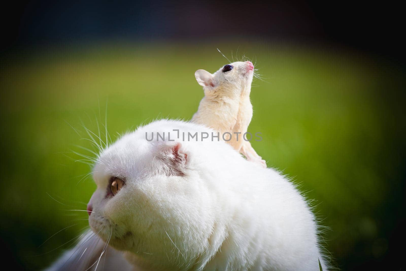 White Scottish Fold cat with cute white sugar glider on green grass