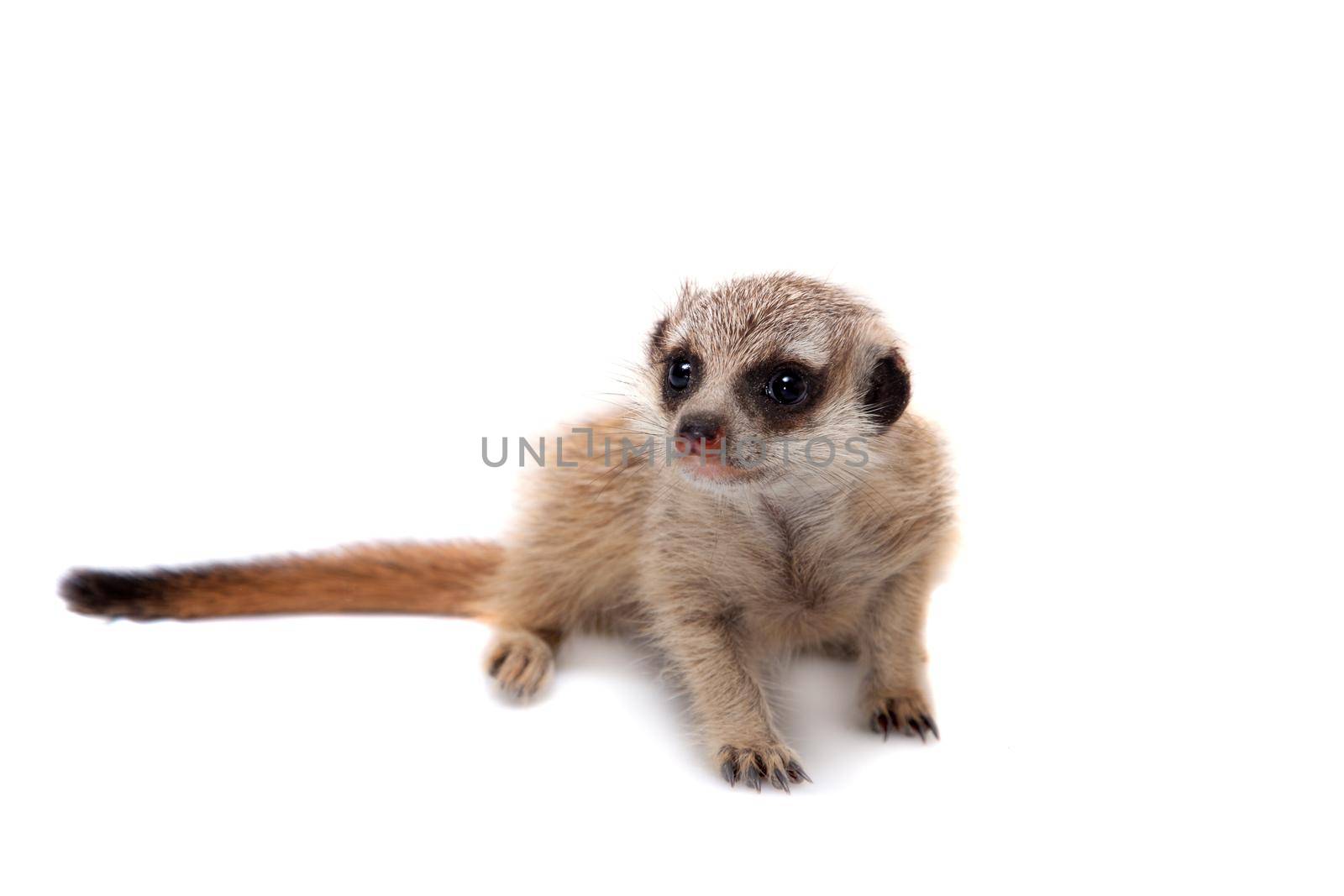 The meerkat or suricate cub, 1 months old, on white by RosaJay