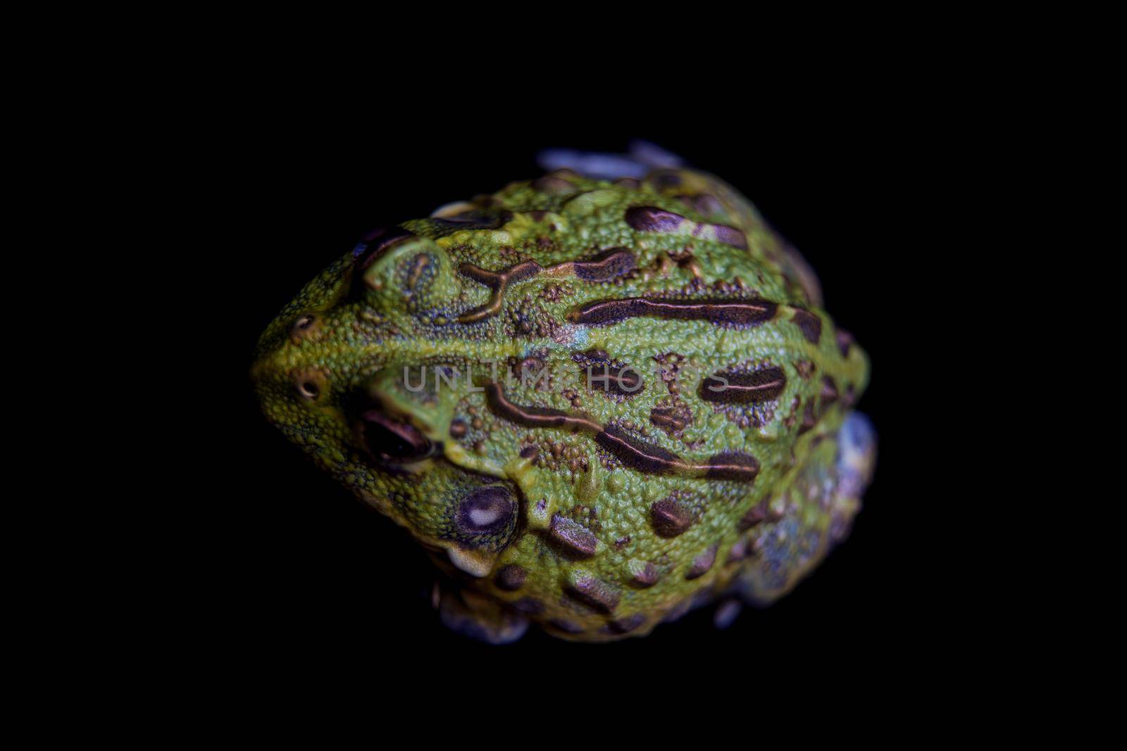 The small froglet of African bullfrog on black by RosaJay