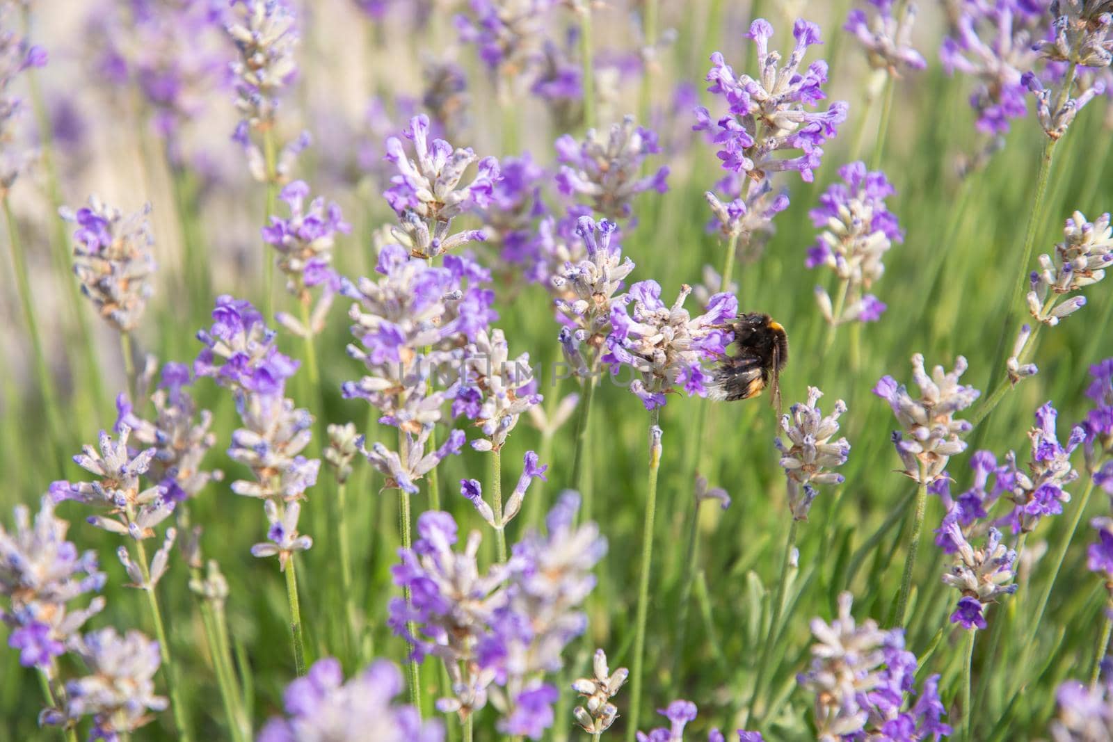 striped bumblebees and bees collect nectar and pollinate purple lavender flowers, Summer sunny day, floral background, beautiful in nature. High quality photo