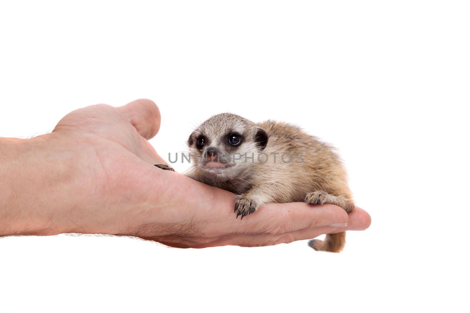 The meerkat or suricate cub, Suricata suricatta, isolated on white