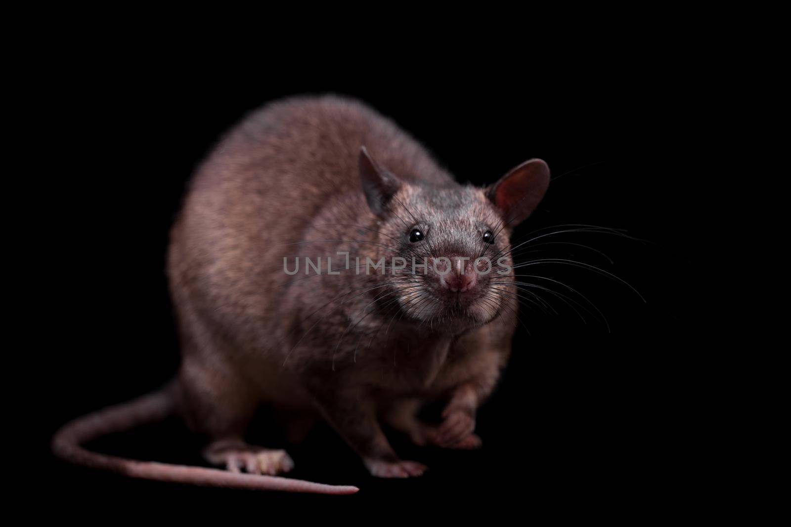 Gambian pouched rat, 3 years old, on black by RosaJay
