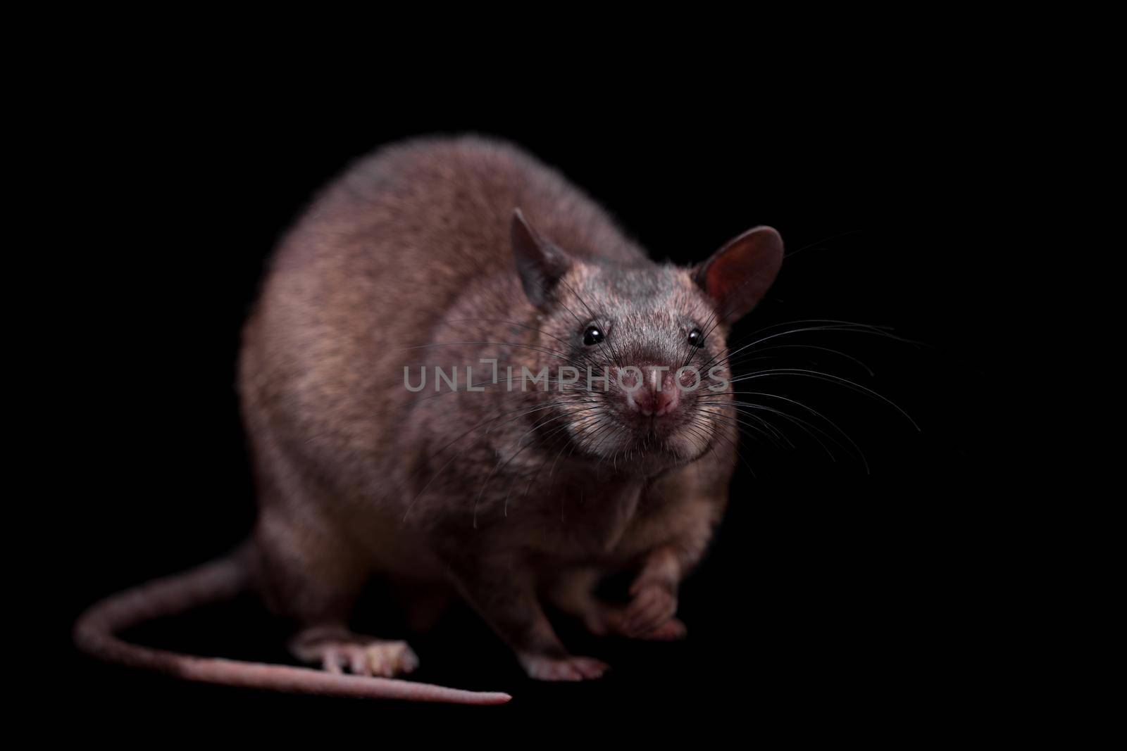 Gambian pouched rat, Cricetomys gambianus, isolated on black background