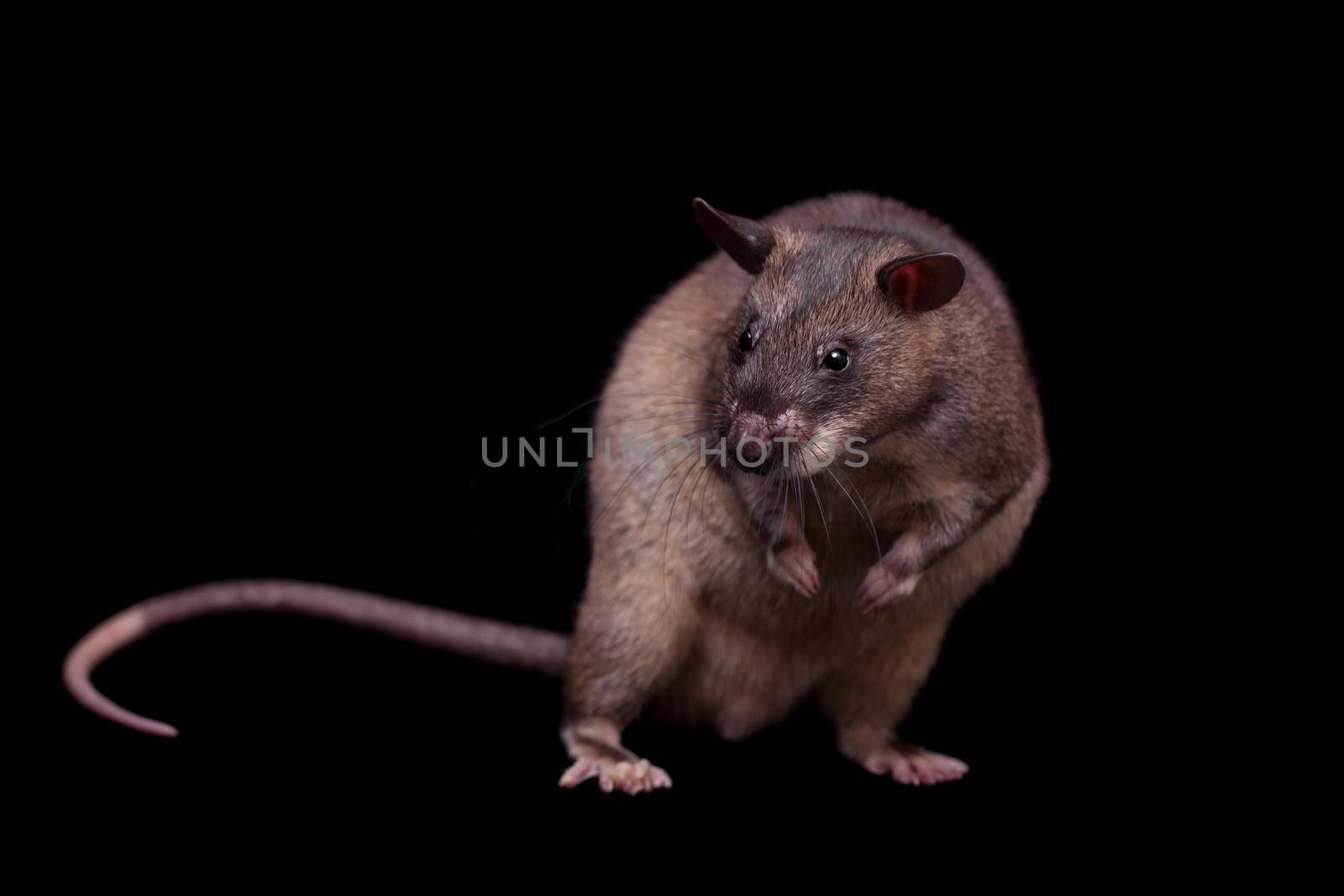 Gambian pouched rat, Cricetomys gambianus, isolated on black background