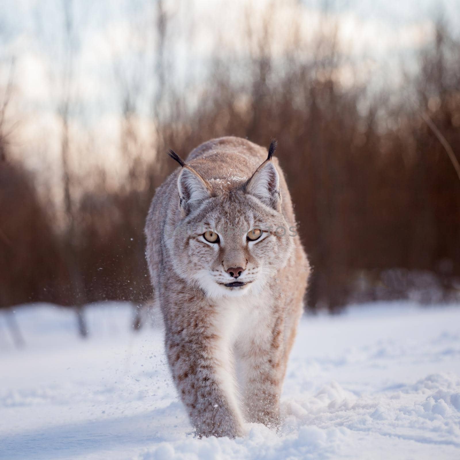 Beautiful Eurasian bobcat, lynx lynx, in winter field