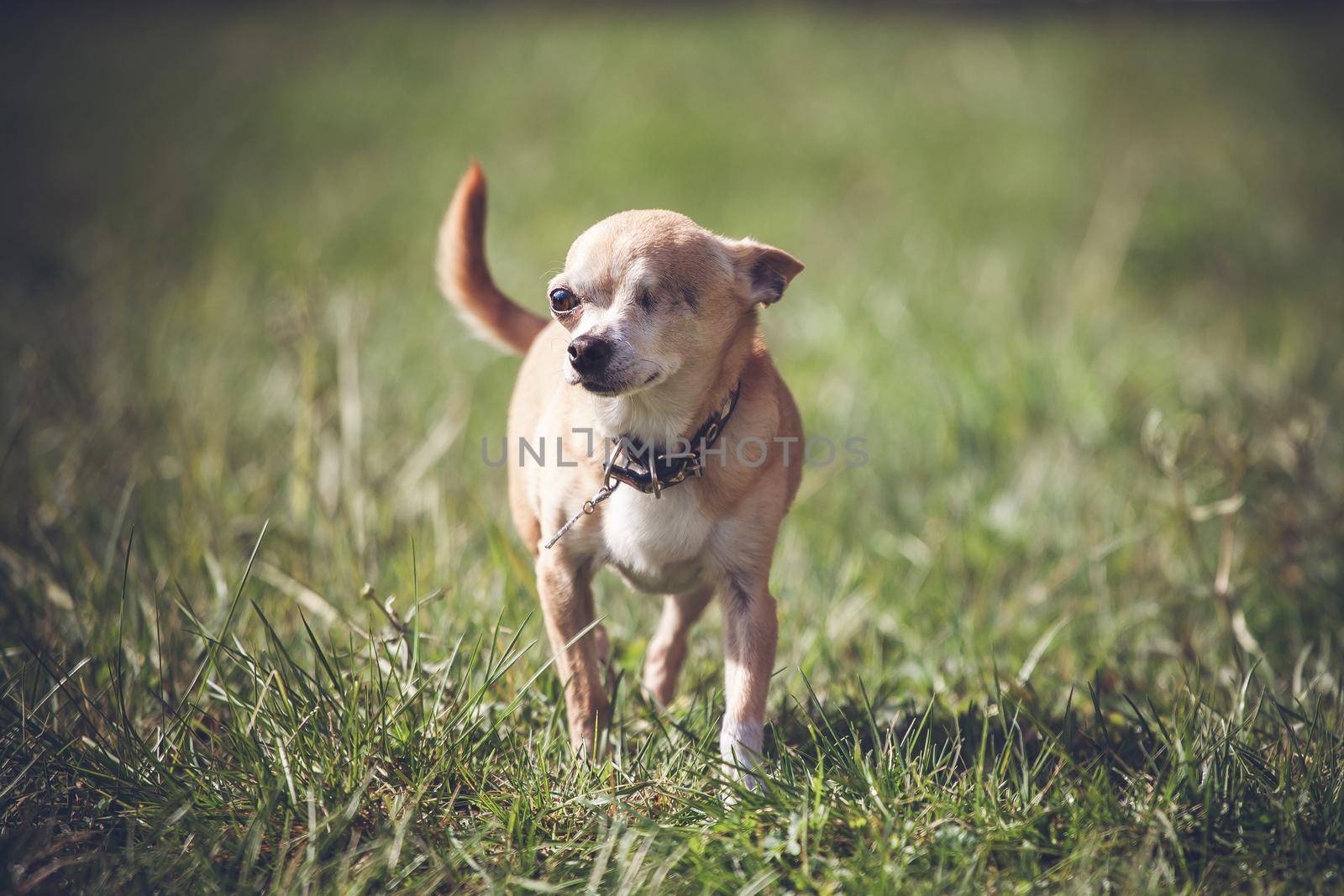 Eyeless Chihuahua dog, 12 years old on green grass