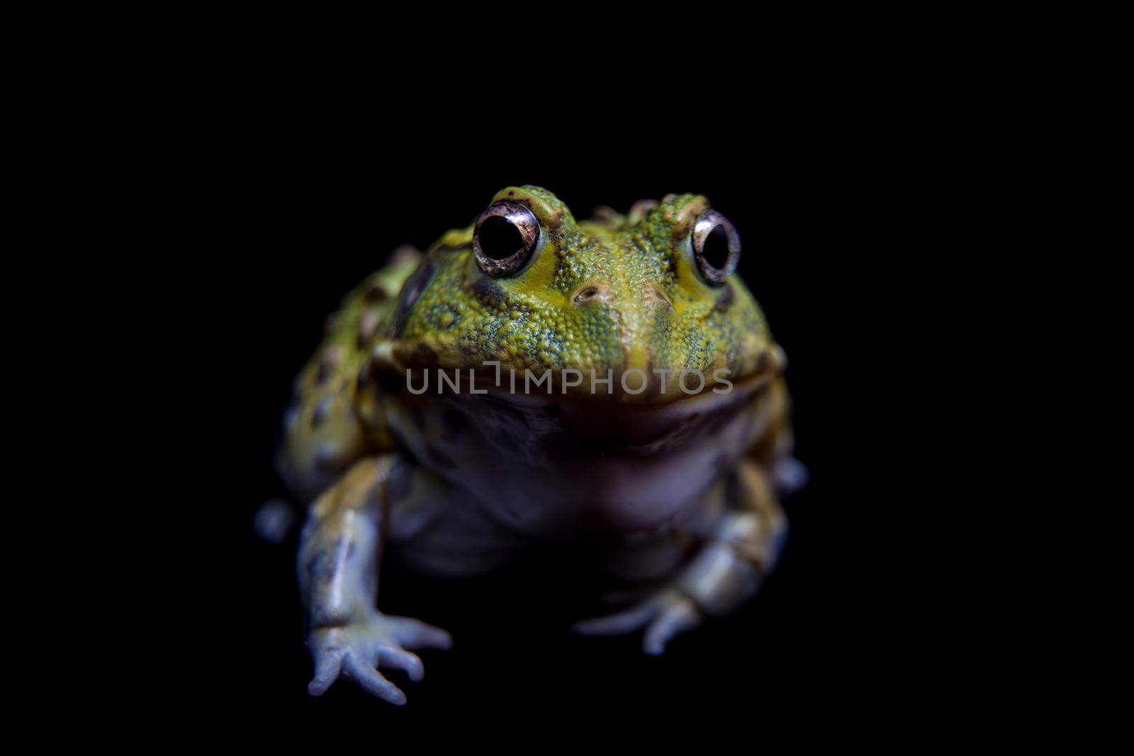 The small froglet of African bullfrog on black by RosaJay