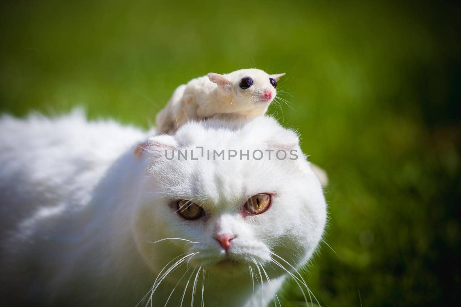 White Scottish Fold cat with white sugar glider on grass by RosaJay